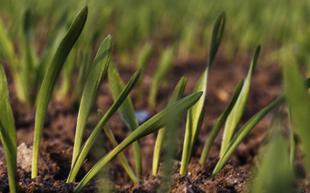 Planejamento da safra de trigo pós-soja: como definir cultivares, preparar a área e garantir alta performance