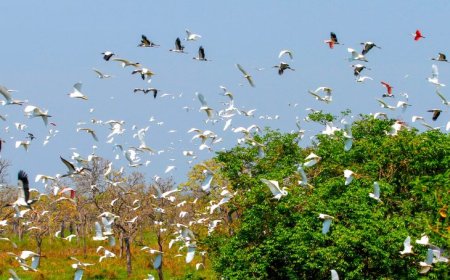 Evento internacional: Governo de MS mobiliza secretarias e vai contribuir com uma série de ações na COP15
