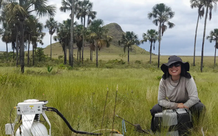 Estudo indica que Cerrado pode armazenar mais carbono que Amazônia