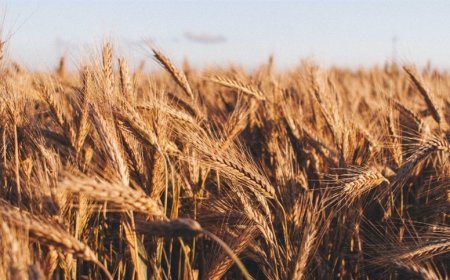Preço do trigo sobe e volta a recuar em Chicago