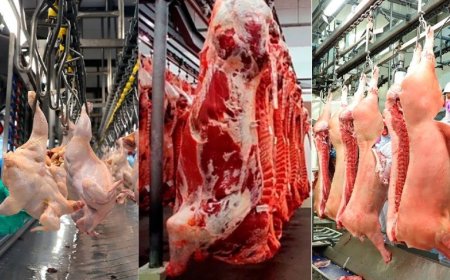 Mercado: Brasil bate recorde no abate de bovinos, frangos e suínos em 2025, diz IBGE