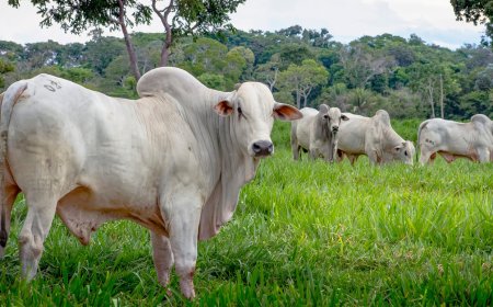Cotação: Mercado do boi sem rumo definido: preço sobe em MT/MS e mantém estabilidade em SP