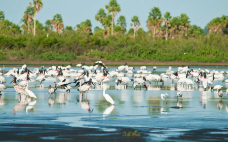 Meio ambiente Conheça novas áreas de proteção ambiental no Cerrado e no Pantanal