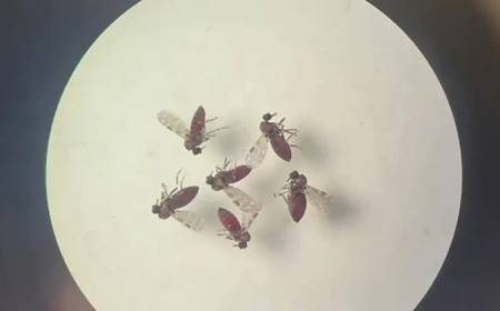 Observação: Subnotificados, casos de oropouche atingem 2% da população brasileira