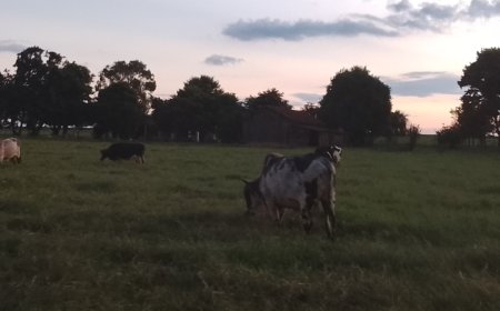 Disponível: CMN reduz juros de financiamentos a cooperativas rurais pelo Pronaf