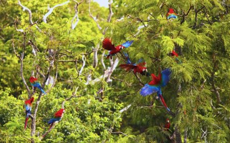 Com biodiversidade única, turismo e conservação no Pantanal e em Bonito atraem olhares do mundo todo