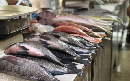 Cuidado: Vigilância Sanitária orienta sobre compra de pescado na Semana Santa