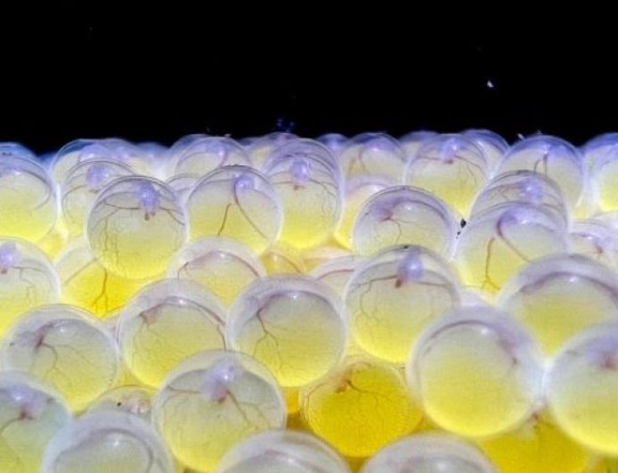 Bioparque alcança 100ª reprodução e se consolida como maior banco genético vivo de água doce do mundo