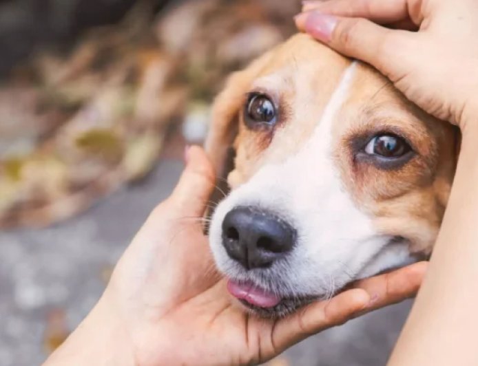 Feira de adoção da Subea busca lar para cães resgatados de maus-tratos neste domingo (08)