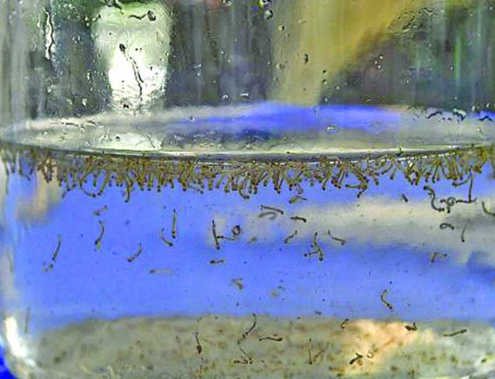 Quase 100 casos de chikungunya emite alerta de epidemia em reserva indígena de Dourados