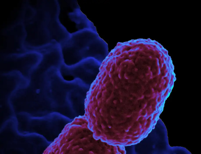 Hospital em Campinas restringe atendimento para conter superbactéria