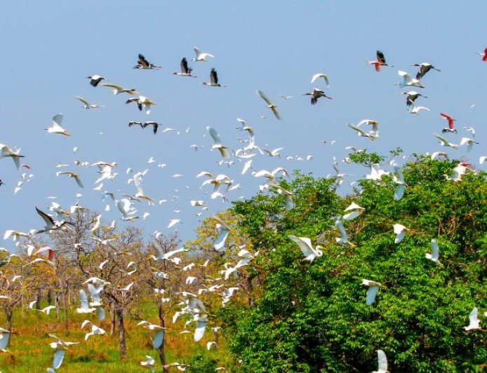 Evento internacional: Governo de MS mobiliza secretarias e vai contribuir com uma série de ações na COP15