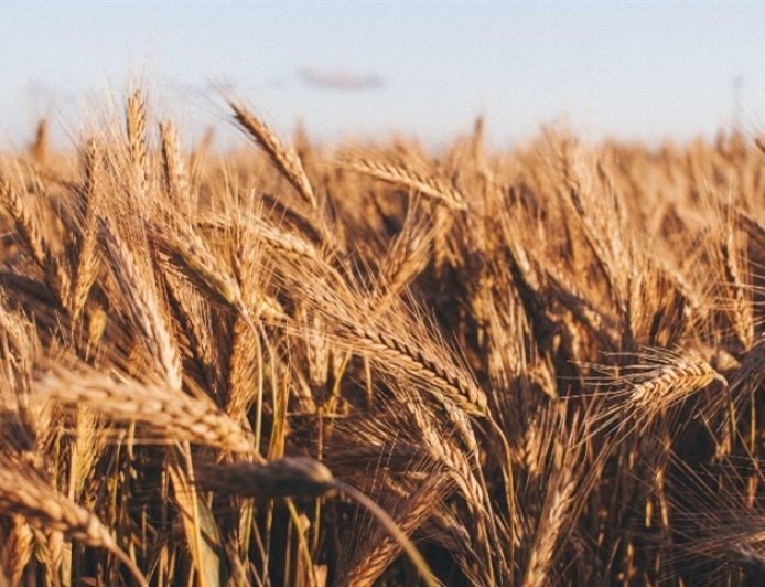 Preço do trigo sobe e volta a recuar em Chicago