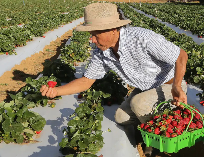 Agricultores com perda de produção começam a receber o Garantia-Safra
