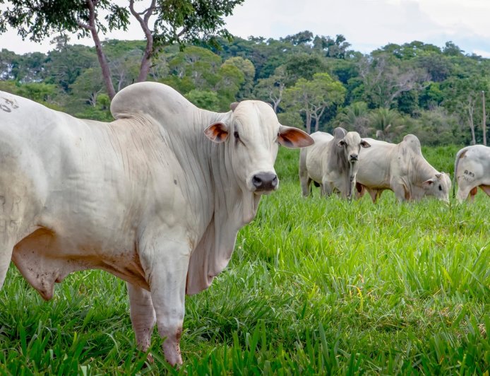 Custos e estresse térmico: El Niño em 2026 exige atenção redobrada dos pecuaristas com pastagens