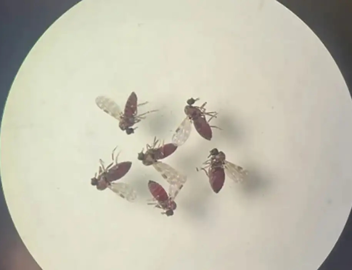 Observação: Subnotificados, casos de oropouche atingem 2% da população brasileira