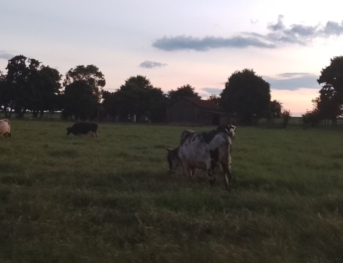 Disponível: CMN reduz juros de financiamentos a cooperativas rurais pelo Pronaf