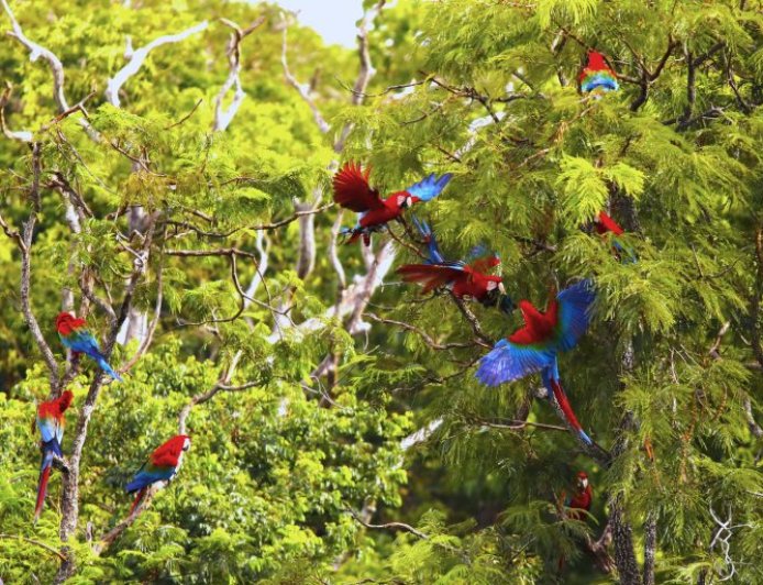 Com biodiversidade única, turismo e conservação no Pantanal e em Bonito atraem olhares do mundo todo