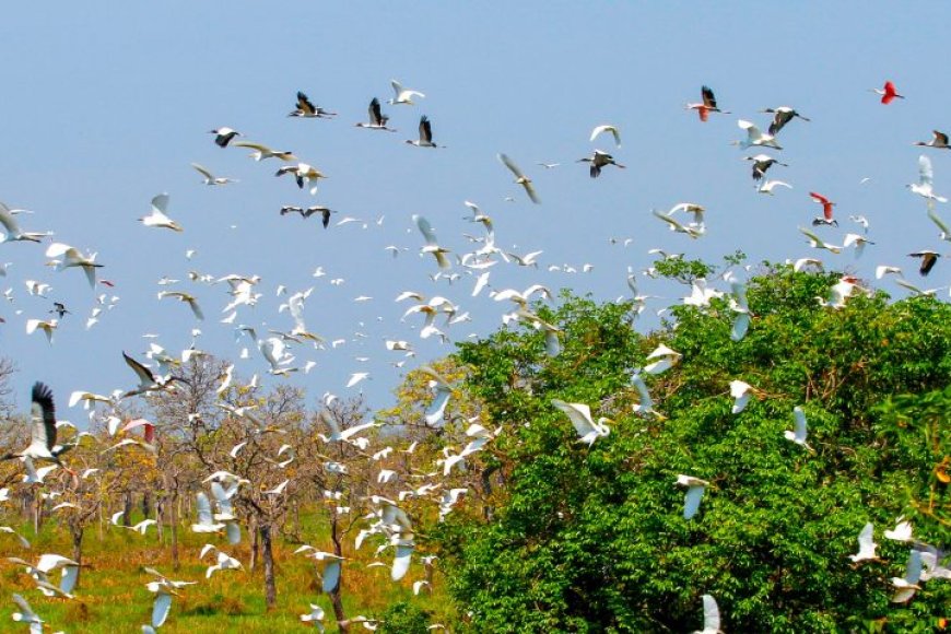 Evento internacional: Governo de MS mobiliza secretarias e vai contribuir com uma série de ações na COP15