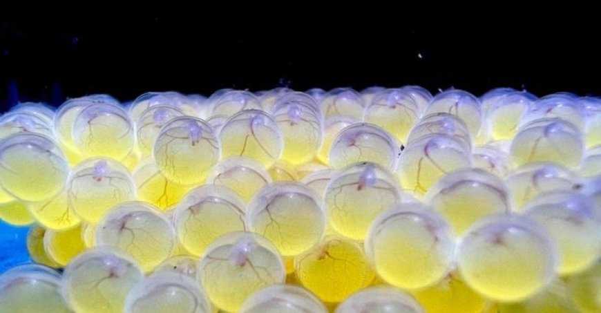 Bioparque alcança 100ª reprodução e se consolida como maior banco genético vivo de água doce do mundo