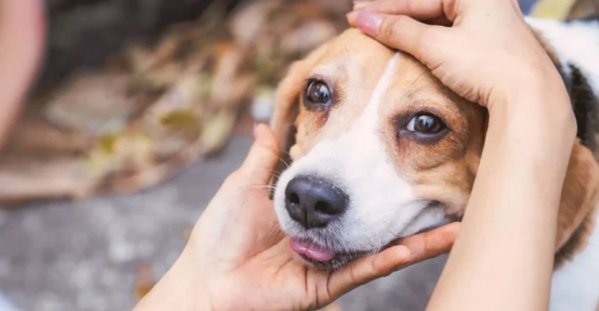 Feira de adoção da Subea busca lar para cães resgatados de maus-tratos neste domingo (08)