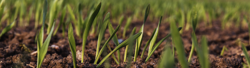 Planejamento da safra de trigo pós-soja: como definir cultivares, preparar a área e garantir alta performance