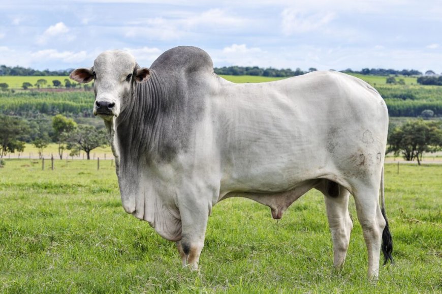 Confira: Boi gordo mantém preços firmes com oferta restrita