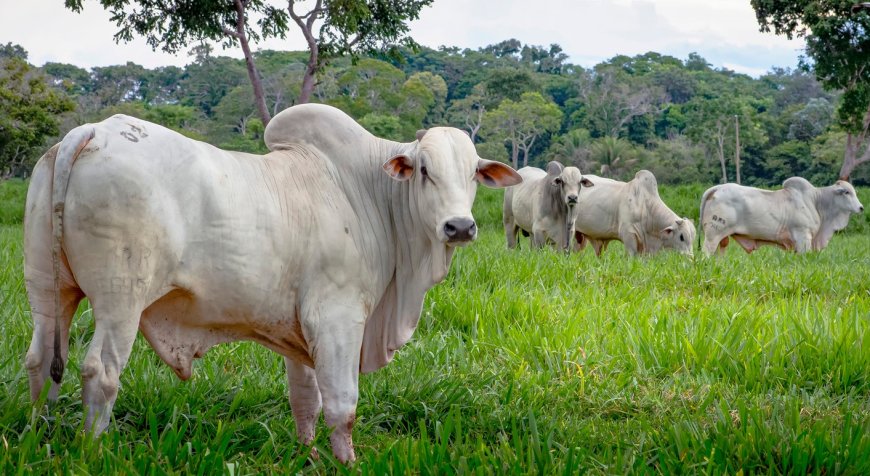 Cotação: Mercado do boi sem rumo definido: preço sobe em MT/MS e mantém estabilidade em SP