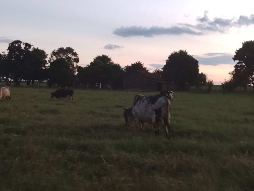 Disponível: CMN reduz juros de financiamentos a cooperativas rurais pelo Pronaf