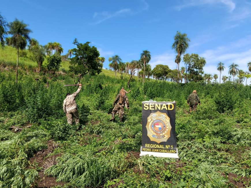 SENAD em ação: Combate ao tráfico de drogas na fronteira na região de Cerro Corá