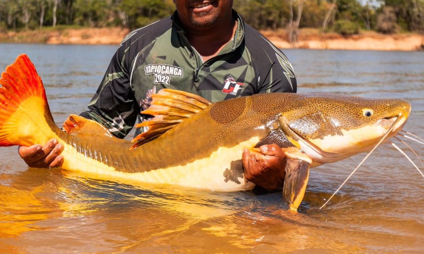 Espécies: COP15 aprova maior proteção de bagres gigantes da Amazônia e ariranhas