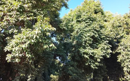 Tempo: Domingo de Páscoa será de calor intenso e baixa umidade em MS