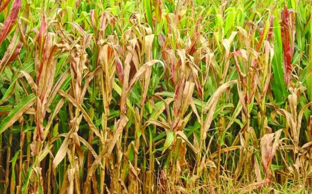 Plantação: Doença provocada pela cigarrinha desafia produtores de milho em Mato Grosso do Sul