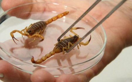 Escorpiões dentro de casa: como evitar acidentes e o que fazer em caso de picada