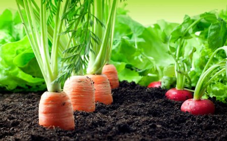 Mato Grosso do Sul, fora do Garantia-Safra: veja lista dos que receberão pagamento em abril