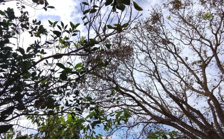Olho no tempo: Feriado de Tiradentes será sol, aumento de nuvens e risco de tempestades em MS