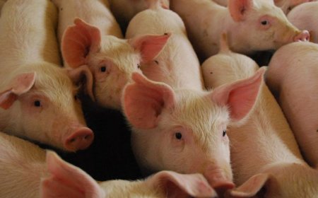 Dados: Censo da suinocultura ganha força em reunião da Frente Parlamentar na Expogrande 2026