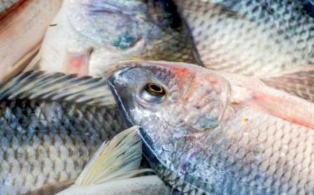 Pescado:  Selvíria (MS), lidera a produção estadual de tilápia com 9,71 mil toneladas