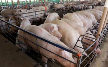 MS consolida avanço da suinocultura com crescimento de 50% e mais de R$ 300 milhões em incentivos