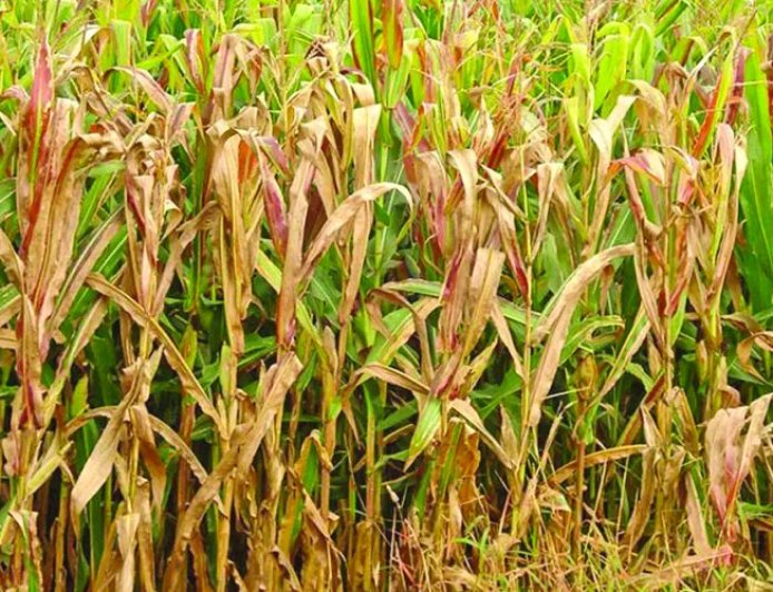 Plantação: Doença provocada pela cigarrinha desafia produtores de milho em Mato Grosso do Sul