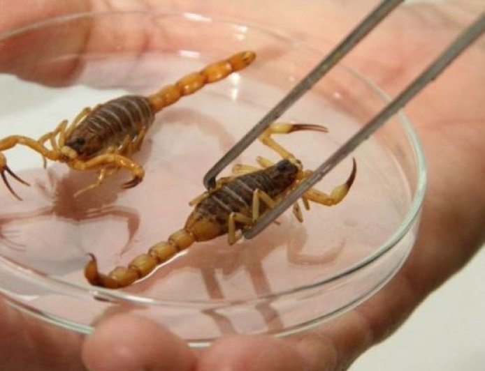 Escorpiões dentro de casa: como evitar acidentes e o que fazer em caso de picada