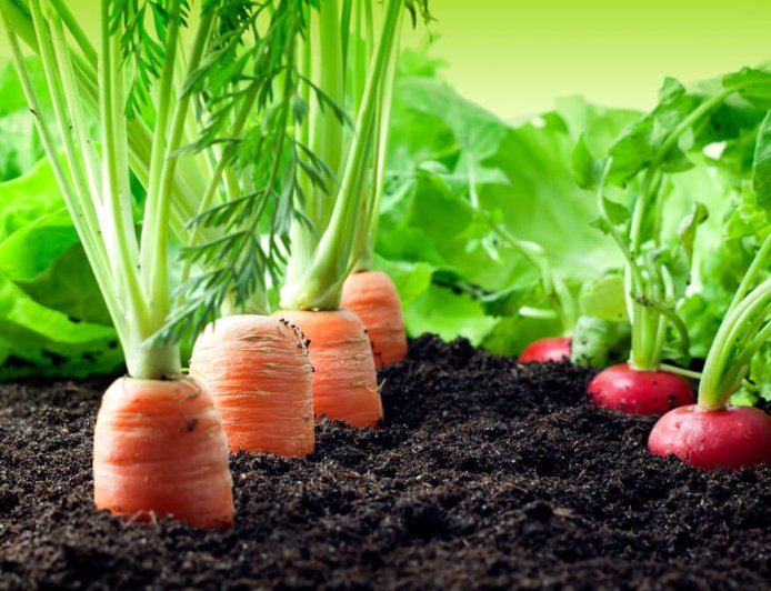 Mato Grosso do Sul, fora do Garantia-Safra: veja lista dos que receberão pagamento em abril