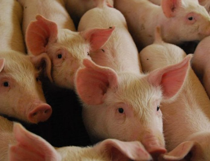 Dados: Censo da suinocultura ganha força em reunião da Frente Parlamentar na Expogrande 2026