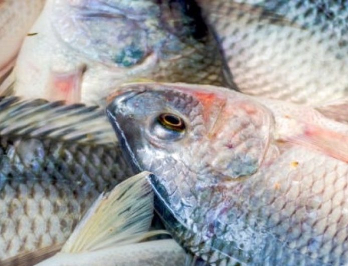 Pescado:  Selvíria (MS), lidera a produção estadual de tilápia com 9,71 mil toneladas