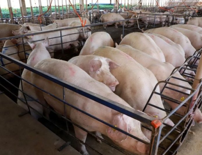 MS consolida avanço da suinocultura com crescimento de 50% e mais de R$ 300 milhões em incentivos