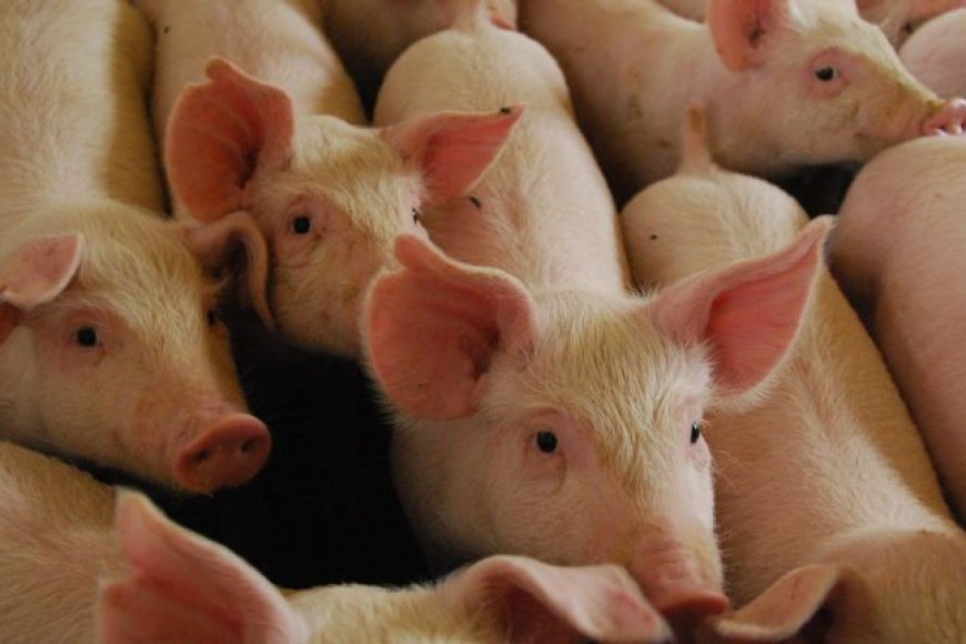 Dados: Censo da suinocultura ganha força em reunião da Frente Parlamentar na Expogrande 2026