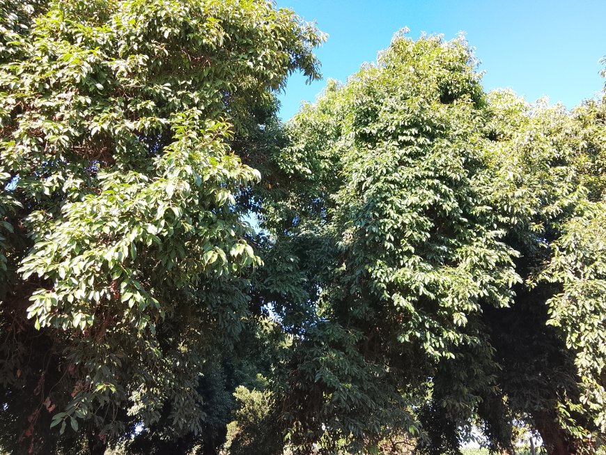 Tempo: Domingo de Páscoa será de calor intenso e baixa umidade em MS