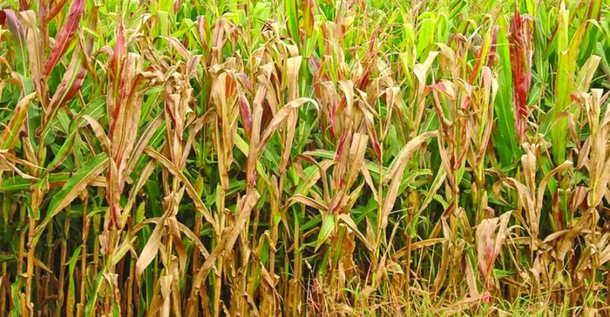 Plantação: Doença provocada pela cigarrinha desafia produtores de milho em Mato Grosso do Sul