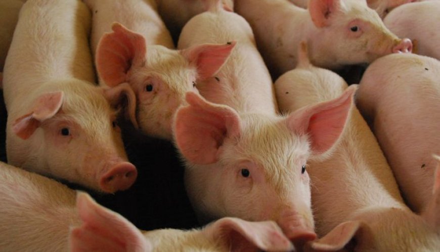 Dados: Censo da suinocultura ganha força em reunião da Frente Parlamentar na Expogrande 2026