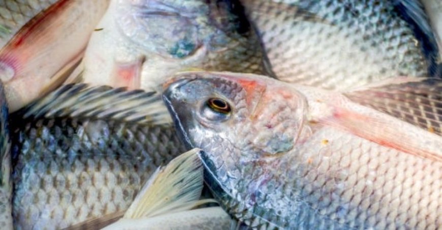 Pescado:  Selvíria (MS), lidera a produção estadual de tilápia com 9,71 mil toneladas